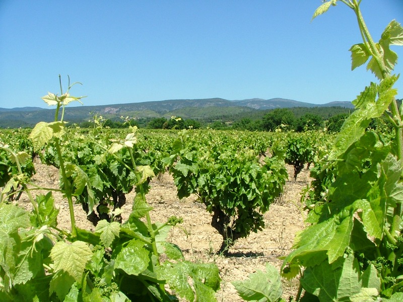 Vignes Peyriac Minervois