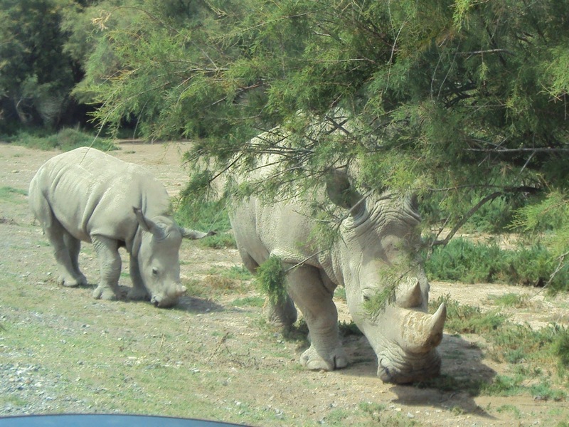 Toutes les informations pour la visite du parc de Sigean