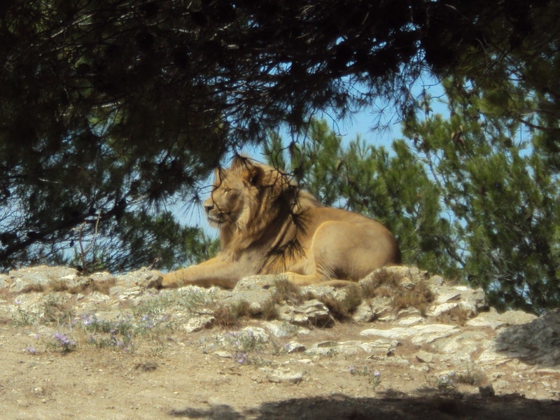 Toutes les informations pour la visite du parc de Sigean